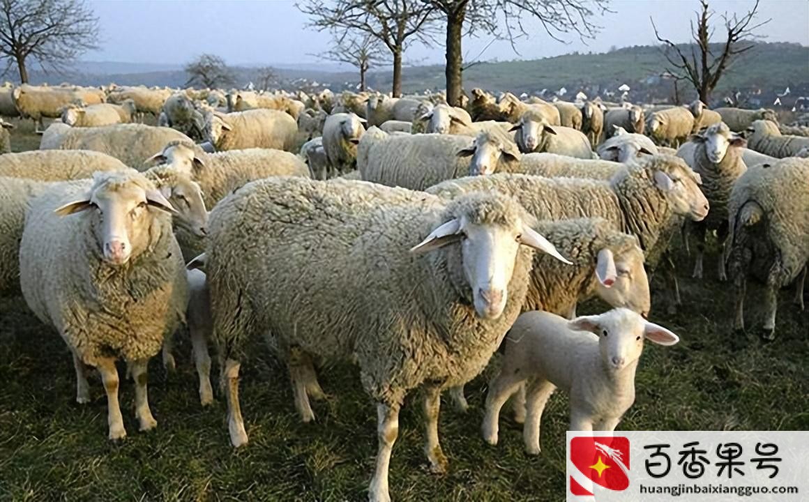 养羊风险大吗