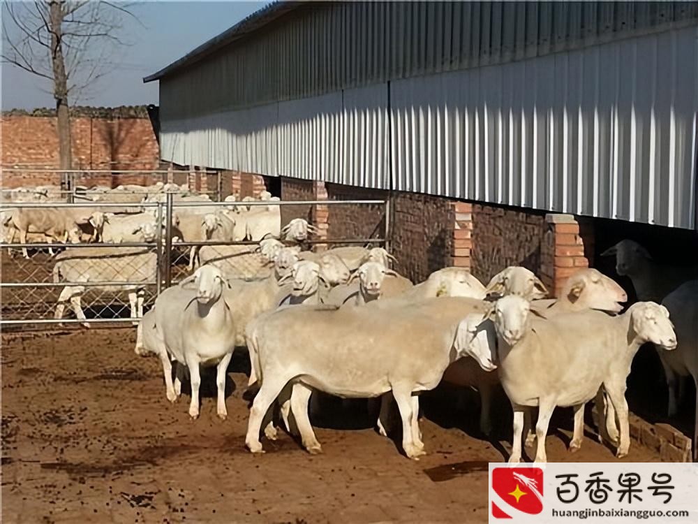 养羊风险大吗