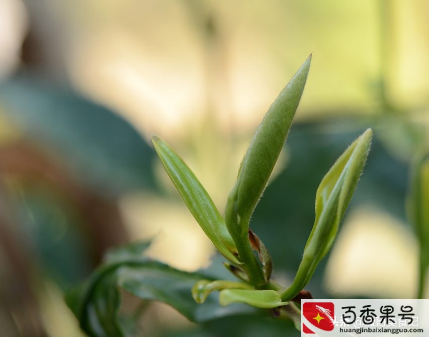 没拆封的茶叶能放几年