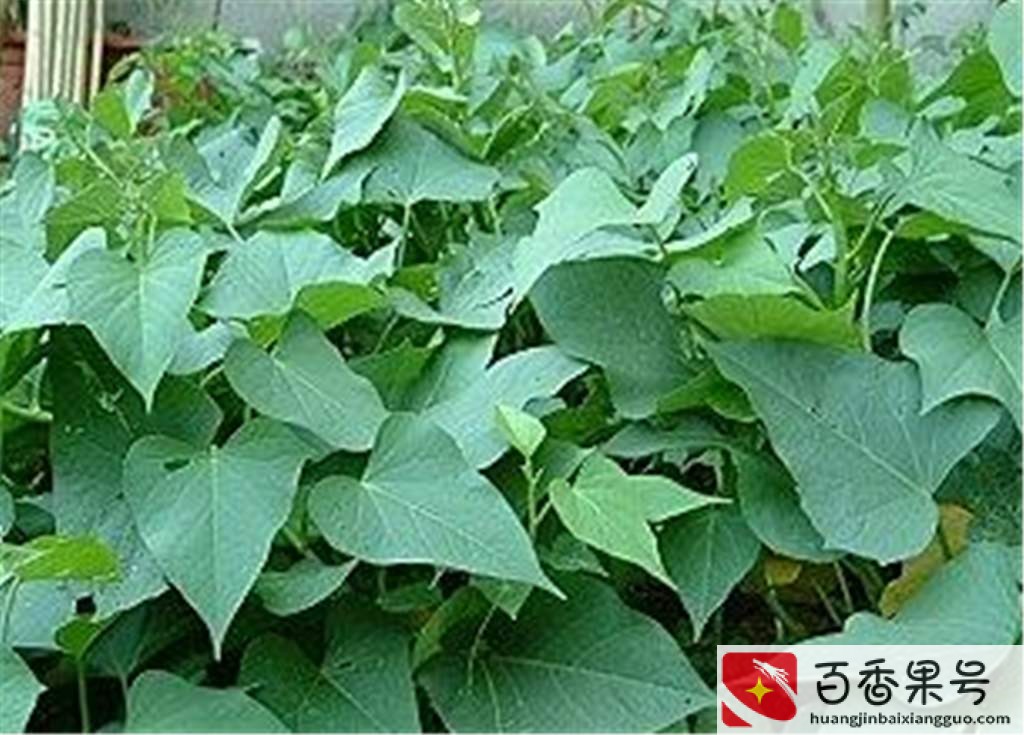 红薯亩产万斤最新方法
