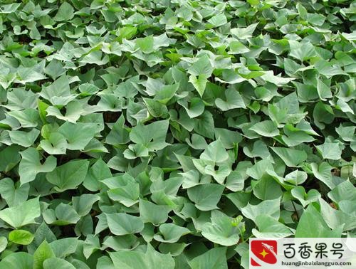 红薯亩产万斤最新方法