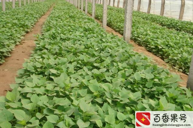 红薯亩产万斤最新方法