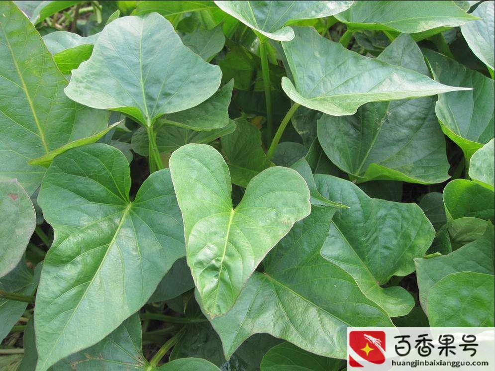 红薯亩产万斤最新方法