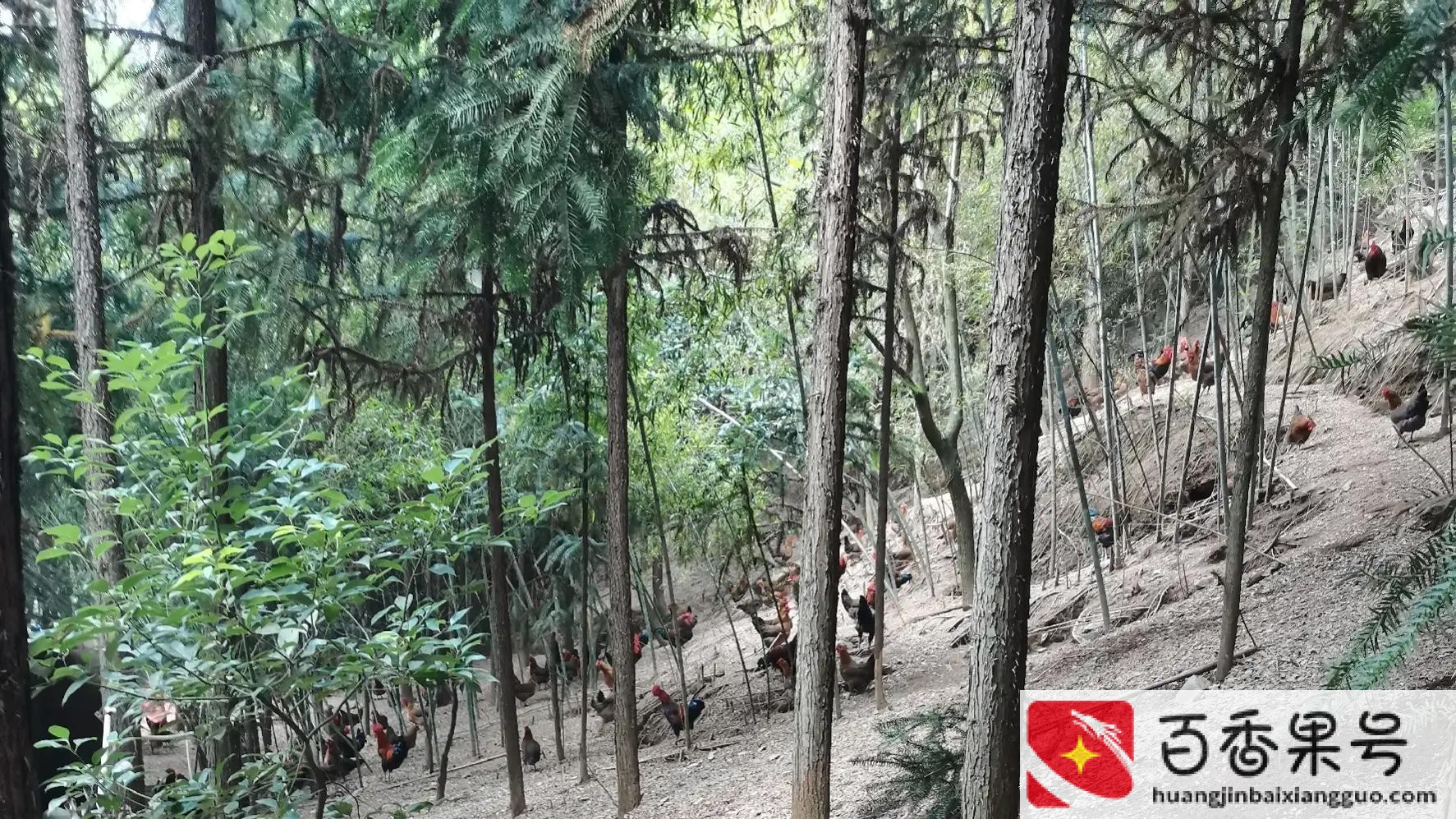 在农村干什么挣钱致富有哪些