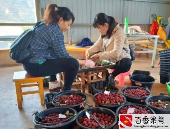 云南东魁杨梅是哪里产的