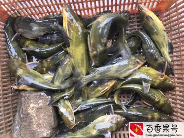 黄骨鱼养殖条件和成本