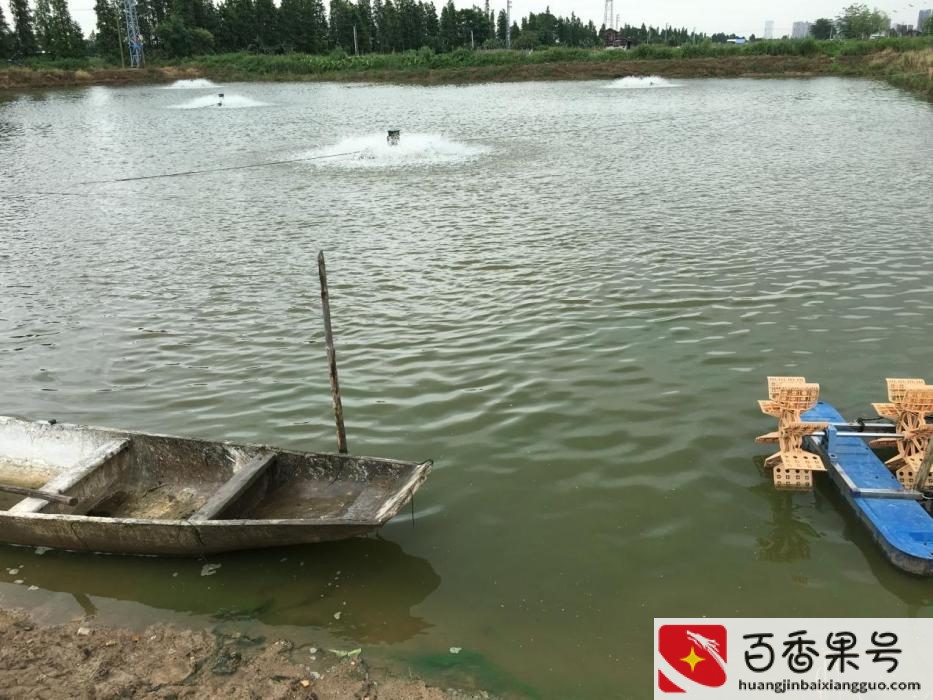 黄骨鱼养殖条件和成本