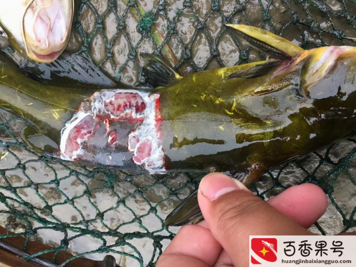 黄骨鱼养殖条件和成本