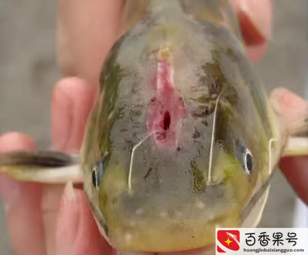 黄骨鱼养殖条件和成本