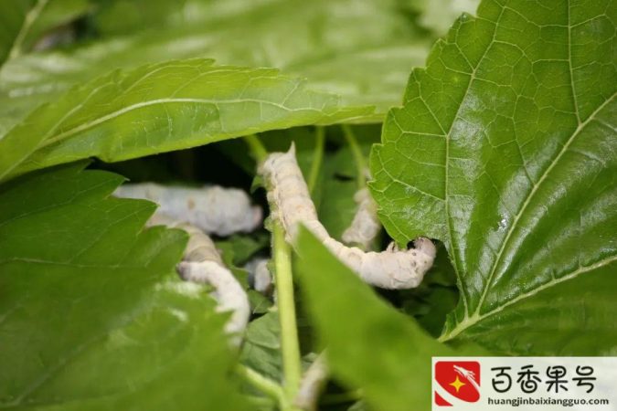 家里养蚕风水好么