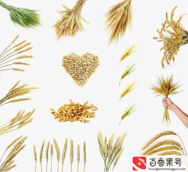 最早的农作物是什么