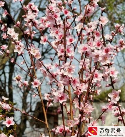 为什么家里不能种桃树