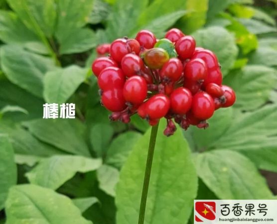东北三宝是哪三宝