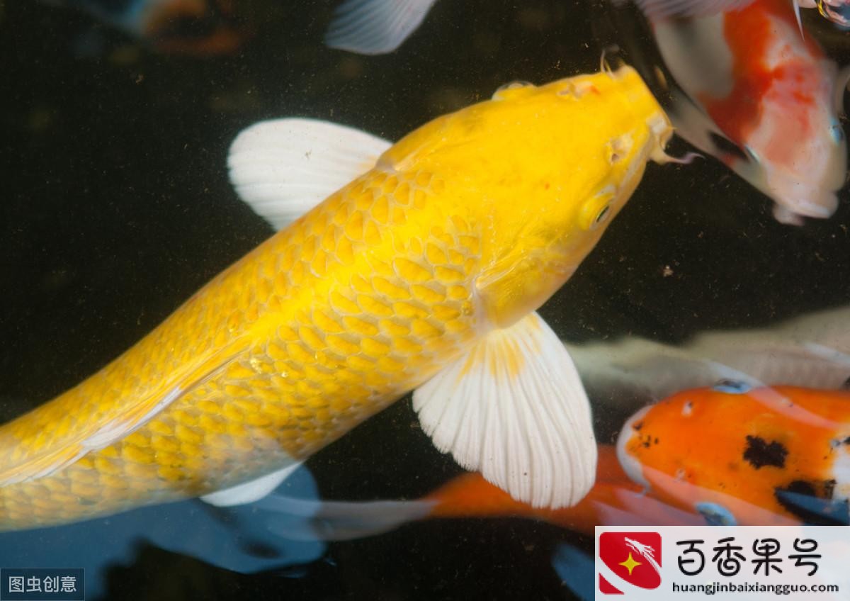 锦鲤养5条好还是7条好？锦鲤养几条最吉利？