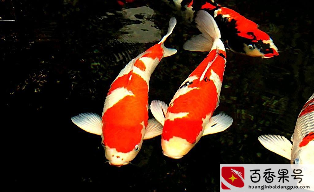 锦鲤养5条好还是7条好？锦鲤养几条最吉利？