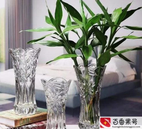 水养富贵竹几根最旺财