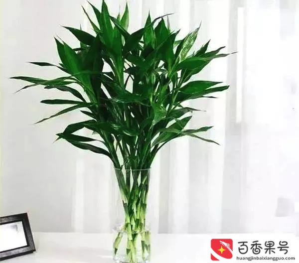 水养富贵竹几根最旺财