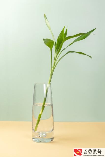 水养富贵竹几根最旺财