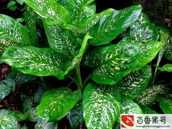 按风水家里千万不要养哪些花