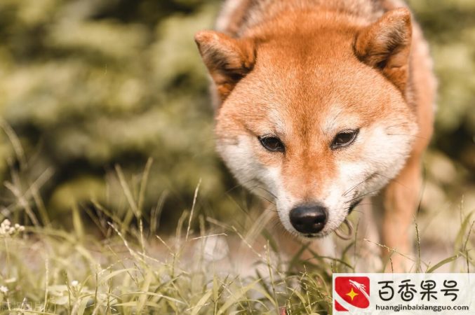 迷信养狗家里真不能旺家