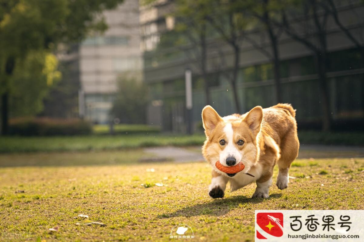 迷信养狗家里真不能旺家