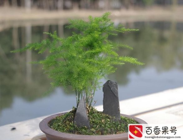 领导办公室摆什么绿植好