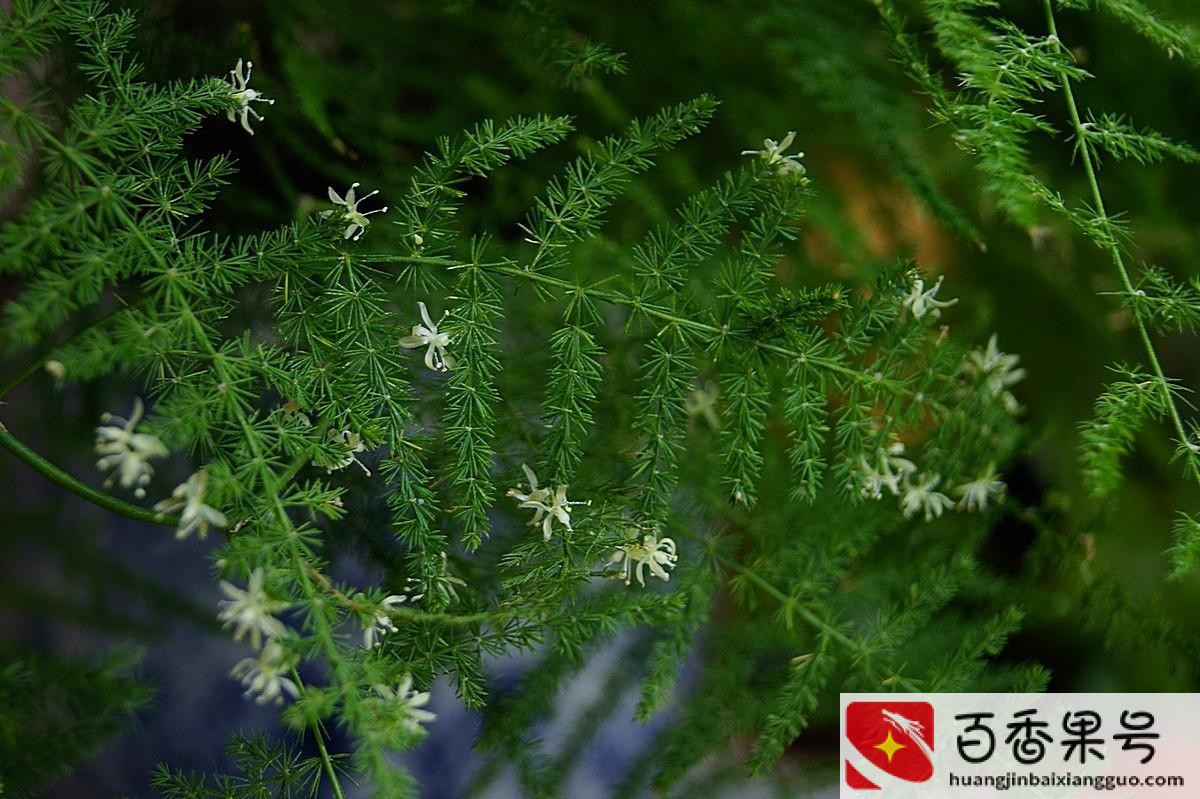 领导办公室摆什么绿植好