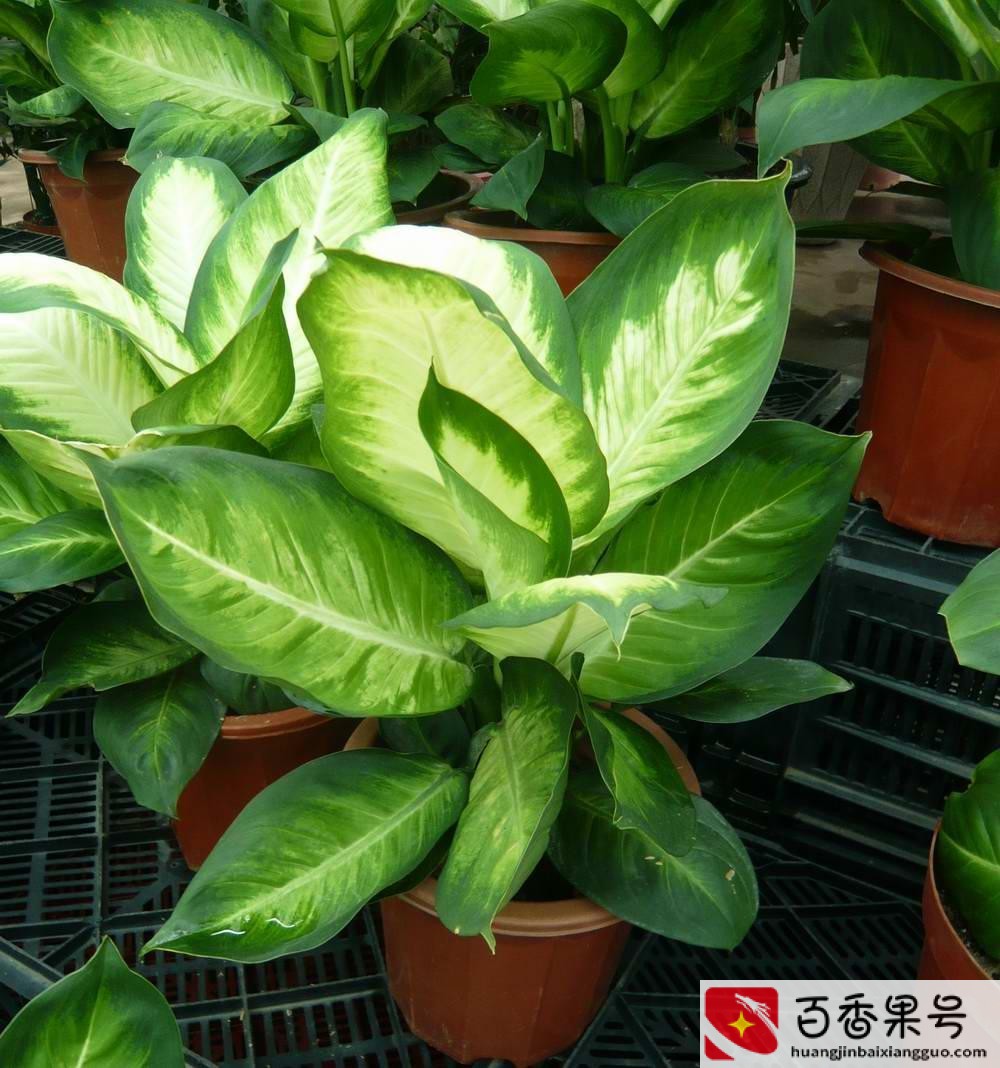 领导办公室摆什么绿植好