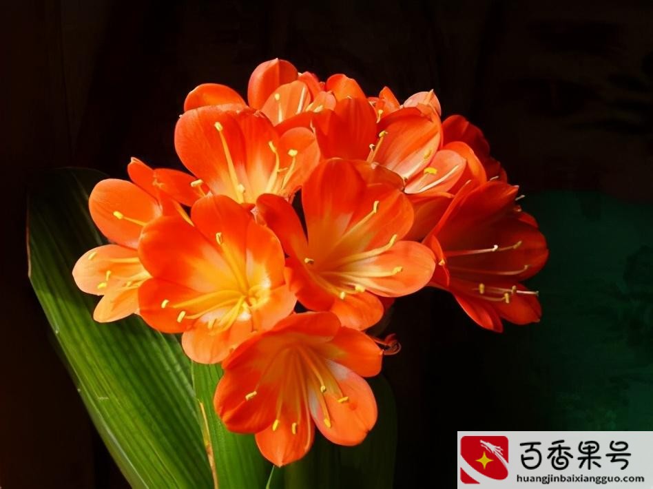 领导办公室摆什么绿植好