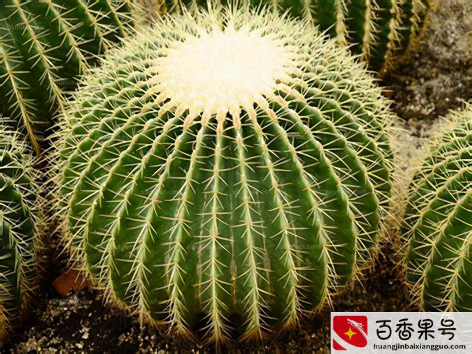领导办公室摆什么绿植好
