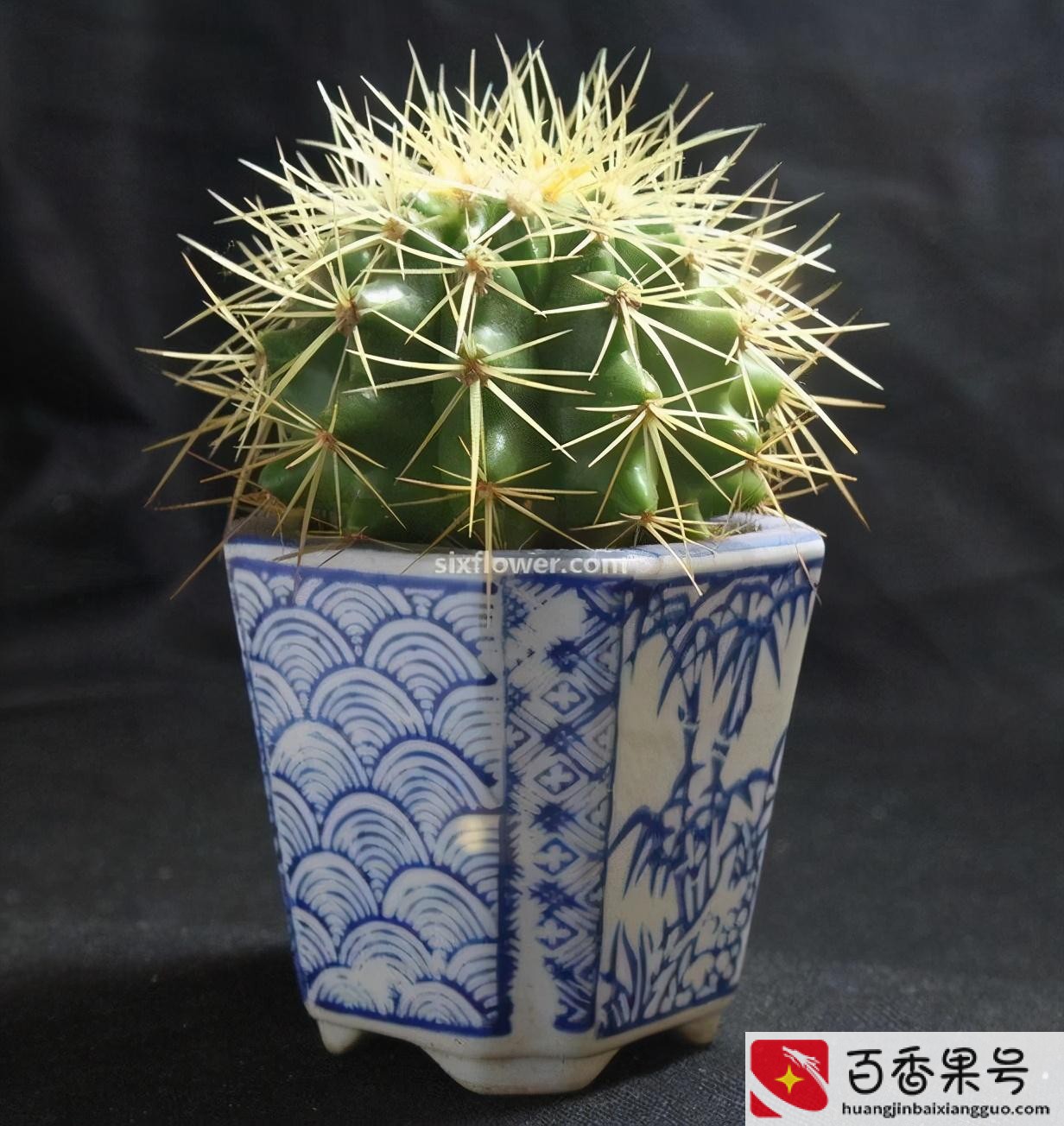 领导办公室摆什么绿植好
