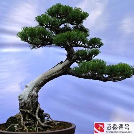 后院种什么树最旺