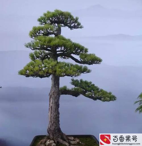 后院种什么树最旺