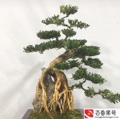 后院种什么树最旺