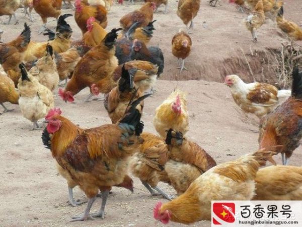 室内养殖什么好养又赚钱