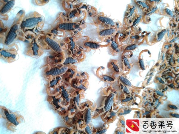 蝎子大规模养殖