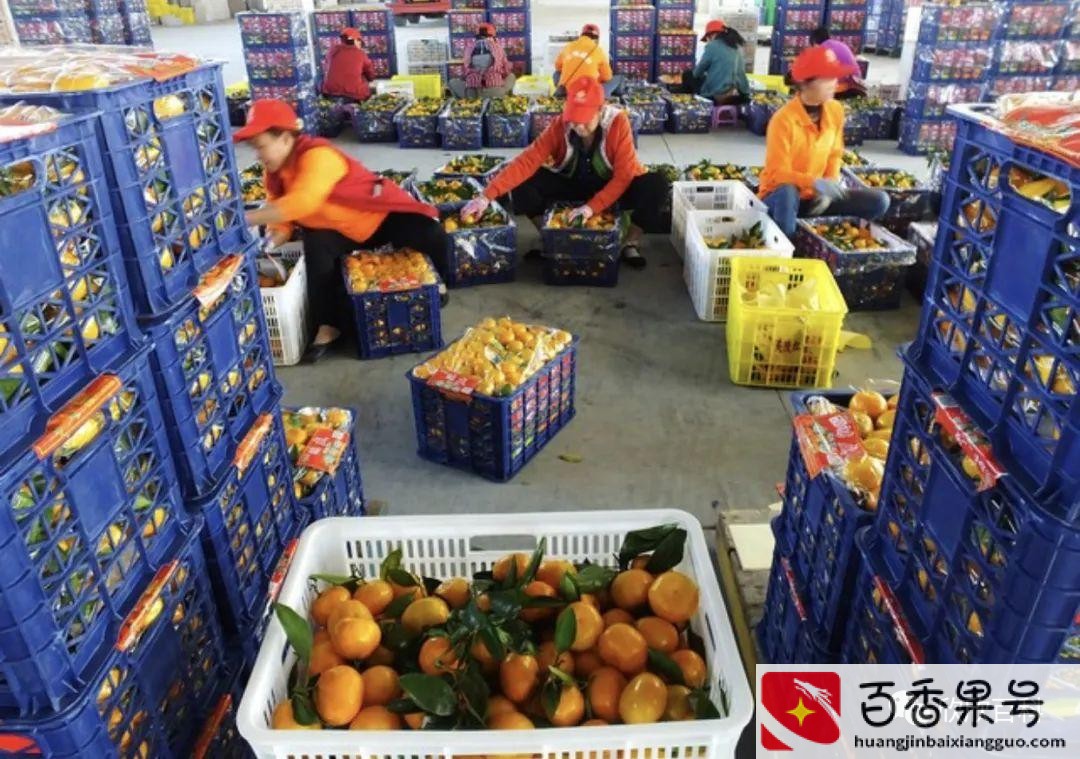 现在农村干什么赚钱
