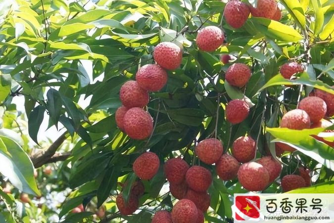 挂绿荔枝多少钱一斤