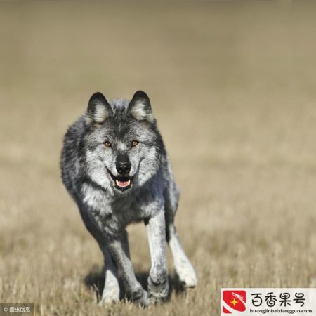 狼的励志名言短句霸气