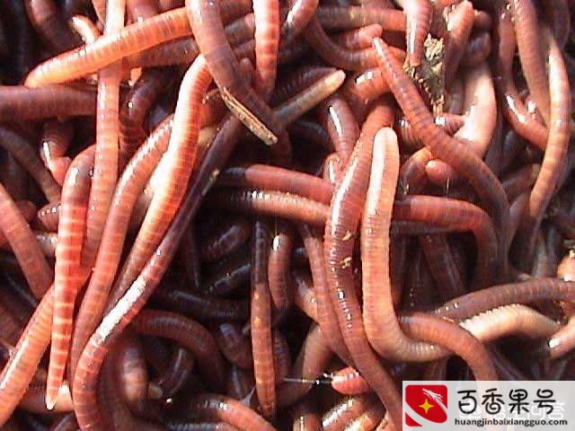 蚯蚓养殖利润怎么样