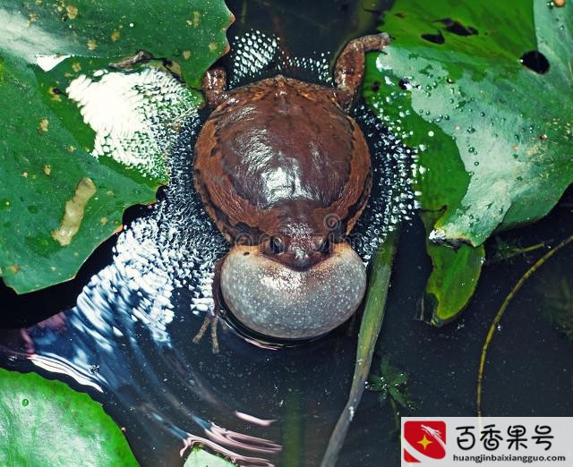 牛蛙养殖利润