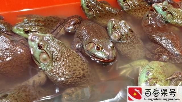 牛蛙养殖利润