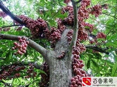 山竹水果多少钱一斤？山竹价格是多少钱一斤？