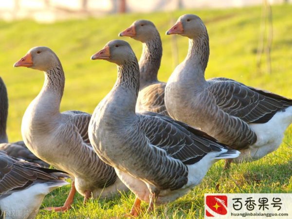 现在养鹅怎么样