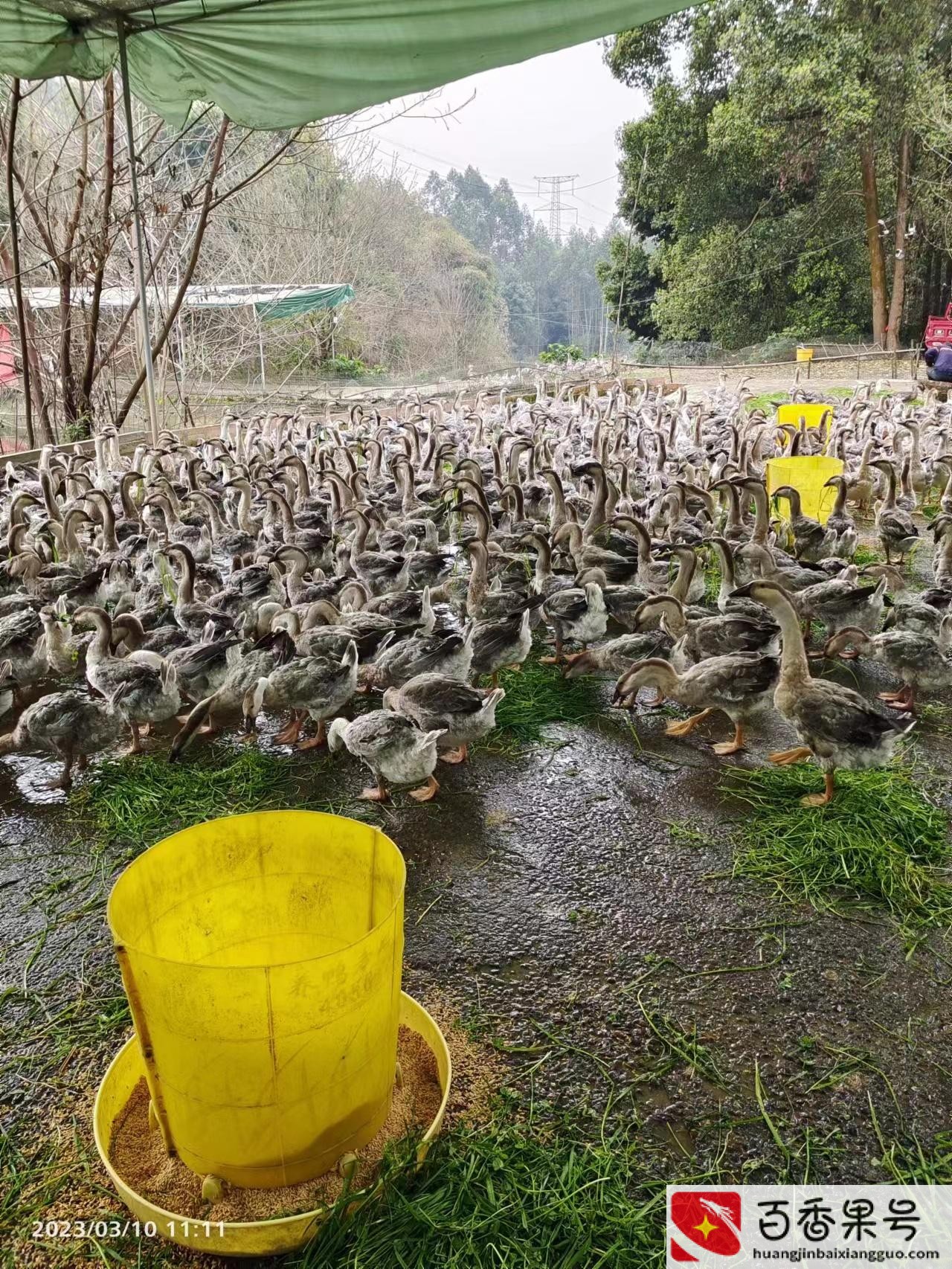 现在养鹅怎么样