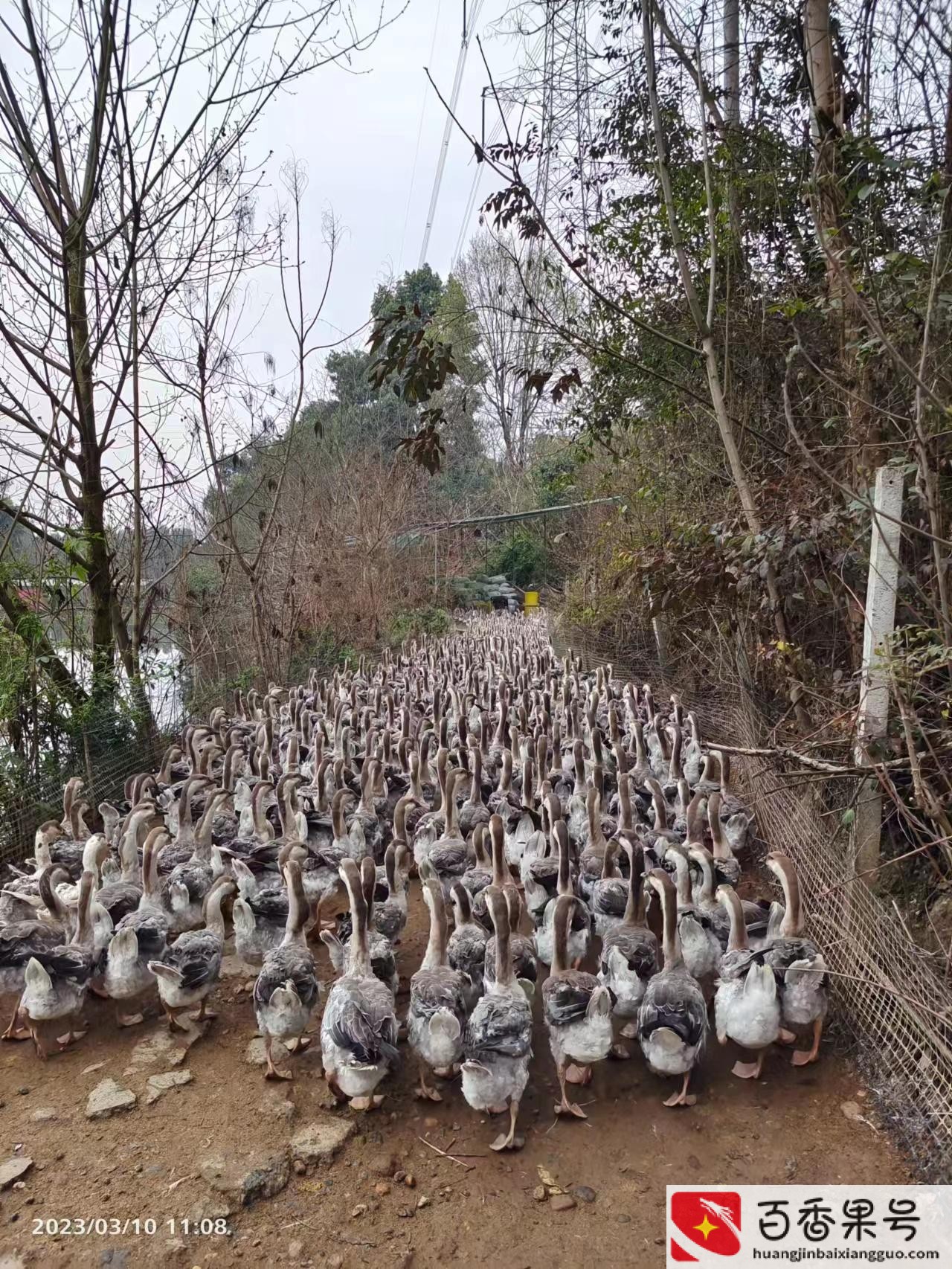 现在养鹅怎么样
