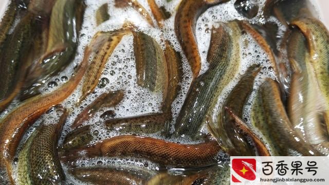 泥鳅苗多少钱一斤