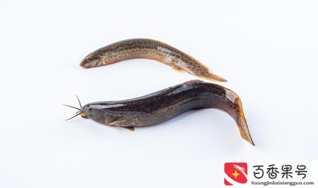 泥鳅苗多少钱一斤