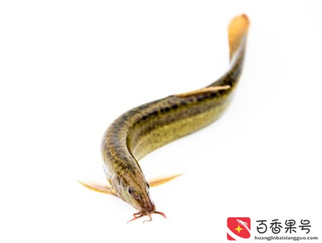泥鳅苗多少钱一斤