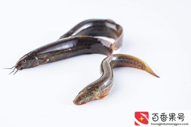 泥鳅苗多少钱一斤